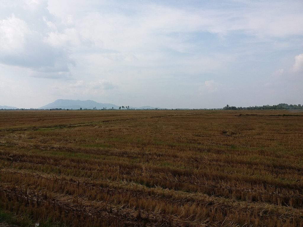 Cánh đồng tại Cô Tô, Tri Tôn, An Giang