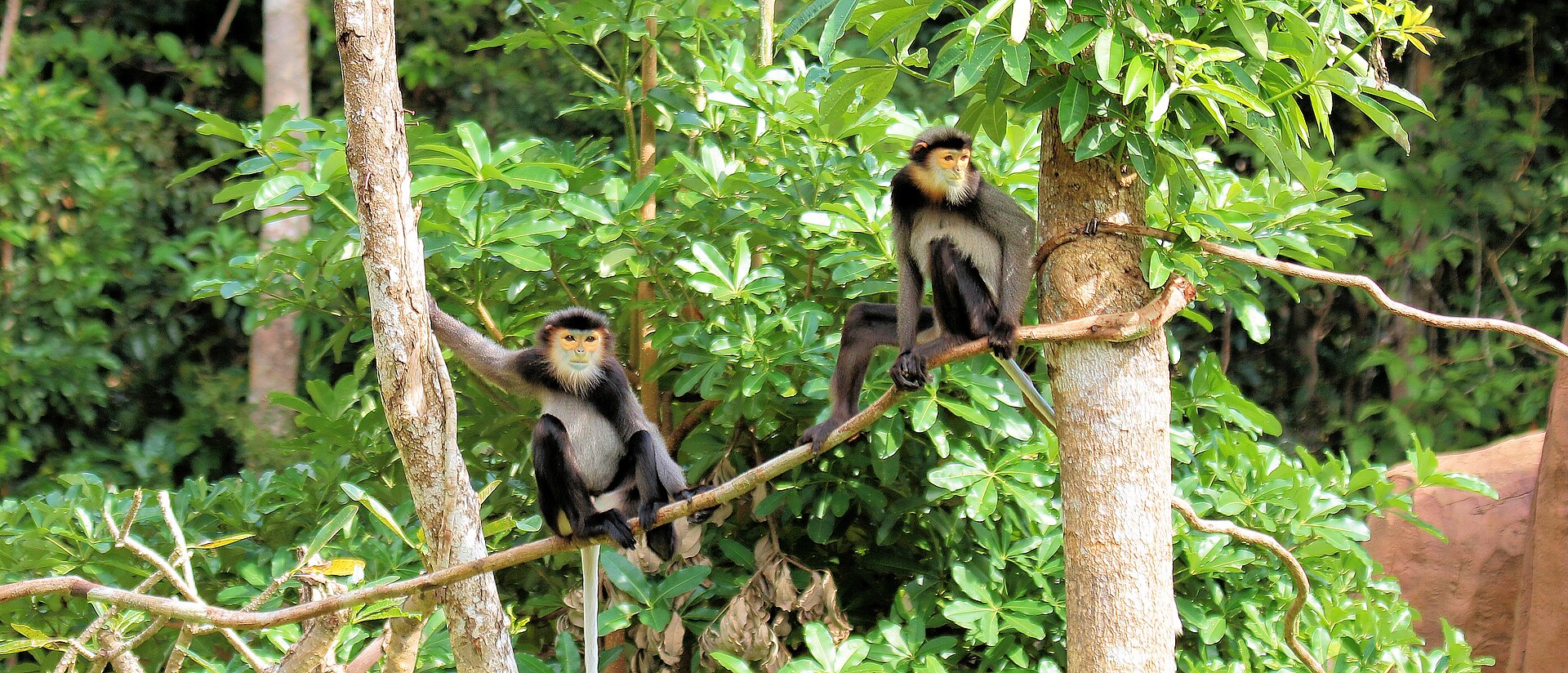 Chà vá chân đen tại Safari Phú Quốc minh họa quy tắc quan sát động vật có trách nhiệm