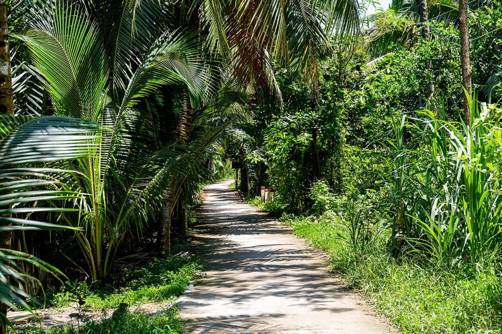 Lối đi giữa vườn dừa ven sông Bến Tre