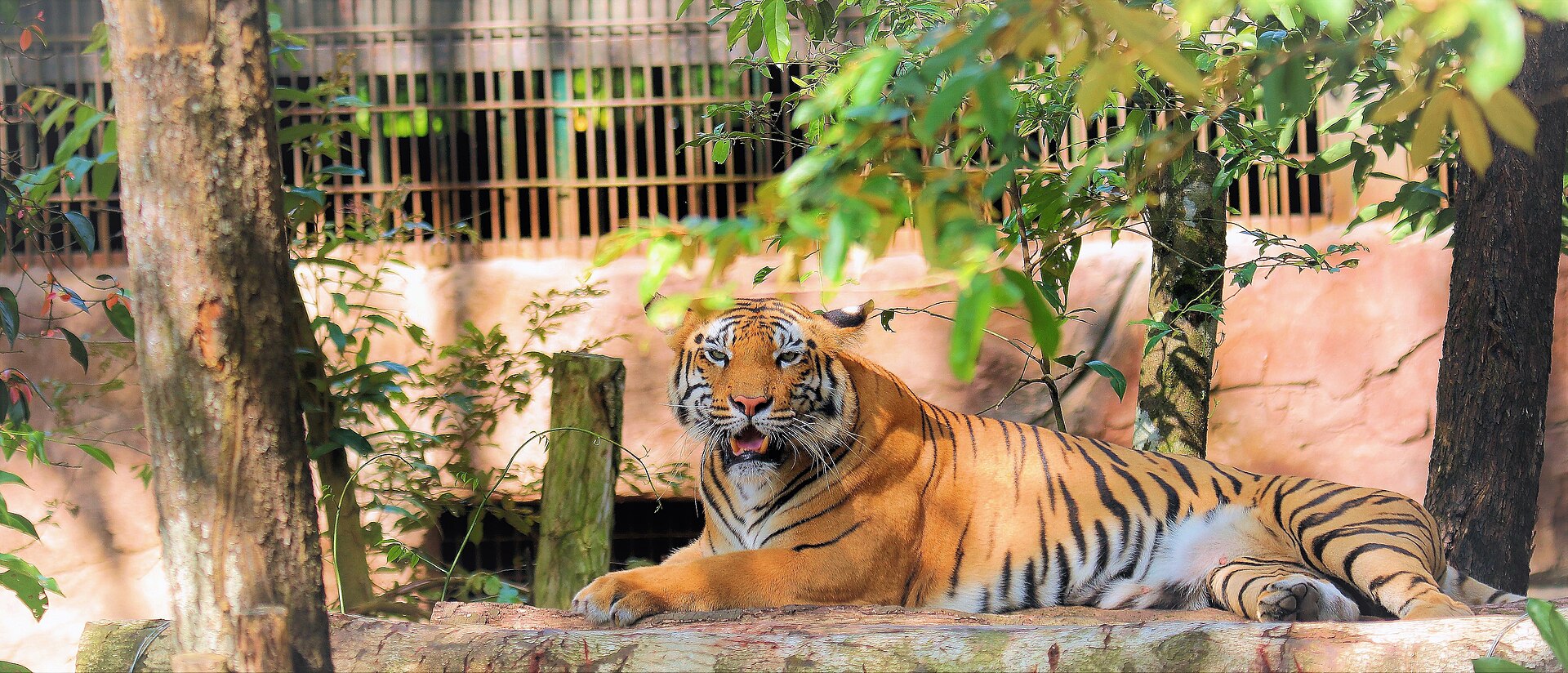 Hổ tại Safari Phú Quốc minh họa việc không thể bảo đảm động vật xuất hiện theo lịch của khách