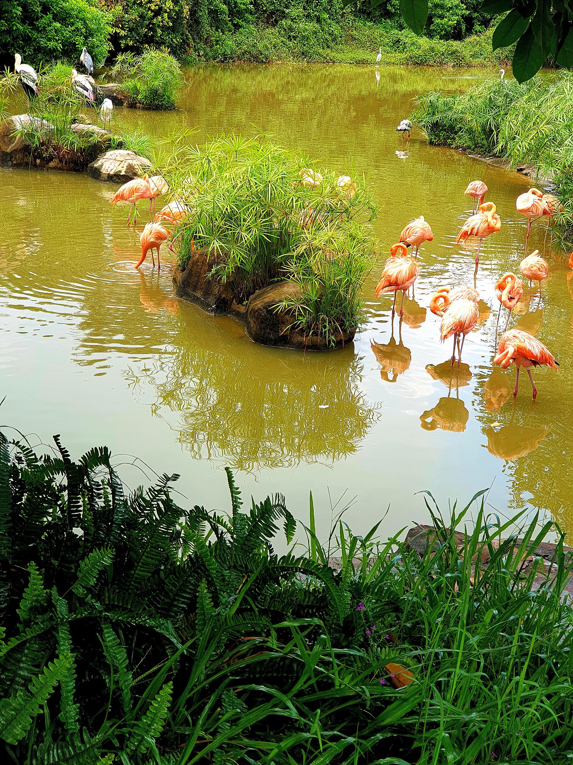 Bầy hồng hạc tại Vinpearl Safari Phú Quốc minh họa trải nghiệm quan sát động vật