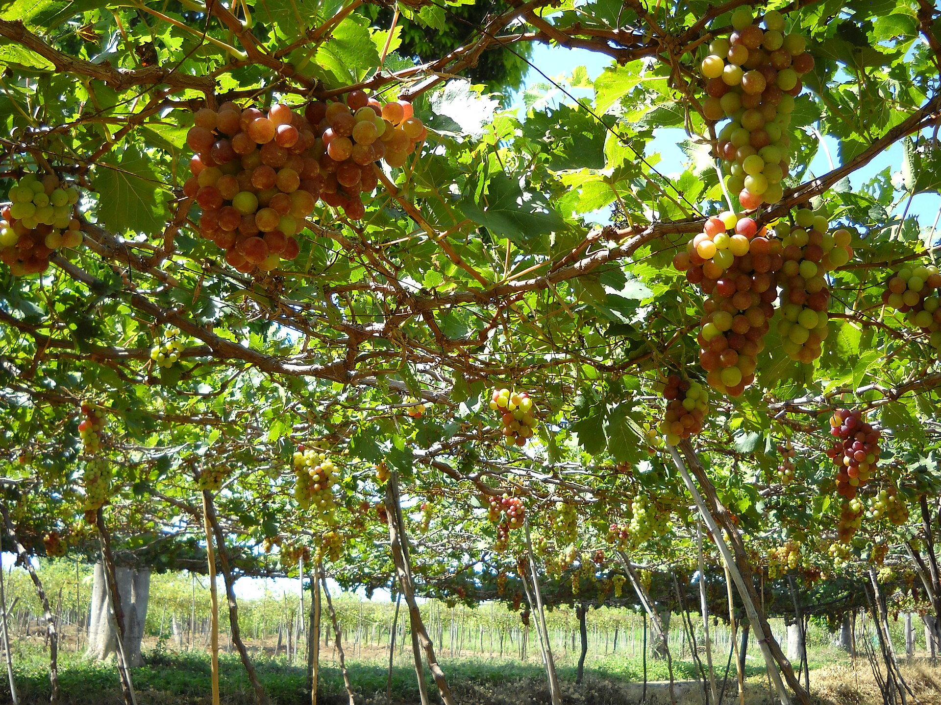 Giàn nho tại Phan Rang minh họa bước xác minh nguồn lô hàng khi mua nho Phan Rang